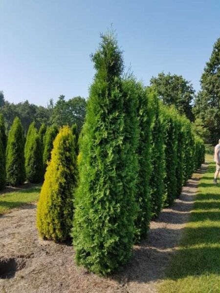 Thuja occidentalis 'Columna' / Säulen-Lebensbaum 'Columna' 200-250 cm m. B., schlanker, säulenförmiger Solitär-Konifere im Feldbestand