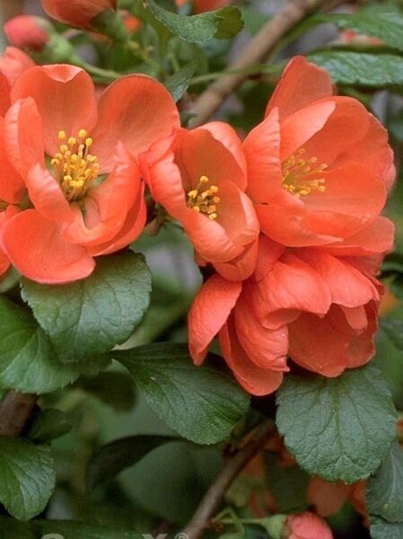 Japanische Zierquitte 'Cido' (Chaenomeles japonica 'Cido') mit orangefarbenen Blüten und gelben Staubgefäßen, grünes Laub sichtbar.