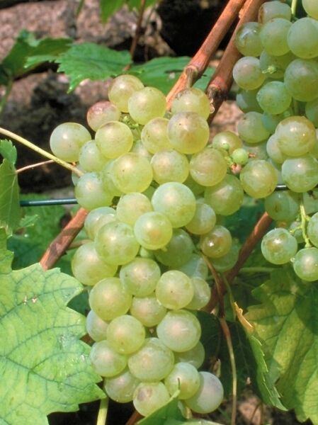 Weintraube 'Muskat White' / Weintraube 'Muskat White'