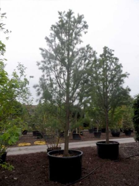 Taxodium distichum 'Nutans' / nickende Sumpfzypresse / aufsteigende Sumpfzypresse