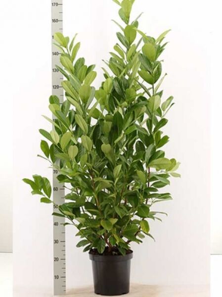 Kirschlorbeer 'Rotundifolia' / großblättriger Kirschlorbeer / Prunus laurocerasus 'Rotundifolia'