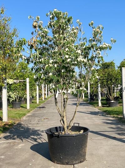 Japanischer Blumen-Hartriegel 'Schmetterling' mehrstämmig - Cornus kousa 'Schmetterling' (876150)