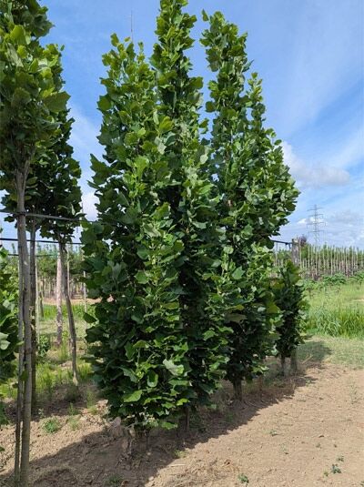 Liriodendron tulipifera 'Fastigiatum' / Säulen-Tulpenbaum, säulenförmiger Baum mit dichtem grünen Laub, 350–400 cm m. Db.