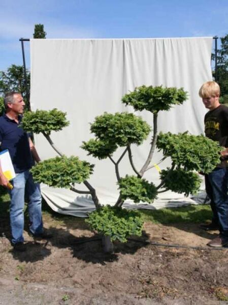 Ulmus minor 'Jacqueline Hillier', Feldulme als Garten-Bonsai, ca. 170 cm hoch und 190 cm breit, mehrstämmig mit Kugelkronen.