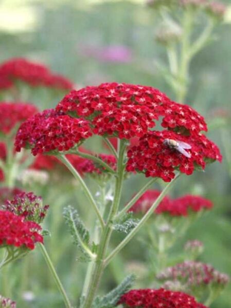 Achillea millefolium 'Red Velvet' / Garten-Schafgarbe 'Red Velvet'