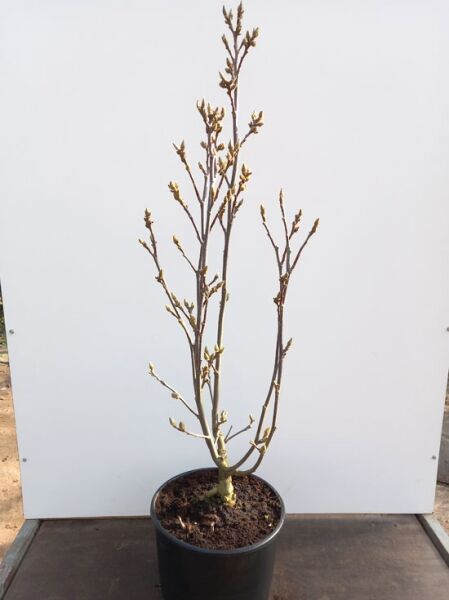 Magnolia 'Sunrise ®' / Magnolie 'Sunrise ®' 125-150 cm C20, mehrstämmige Jungpflanze im Container mit Knospenansatz