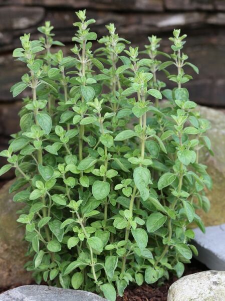 Pizza Oregano / Origanum vulgare ssp.hirtum
