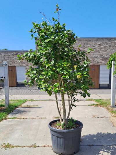 Japanische Kamelie rot - Camellia japonica rot (874030)