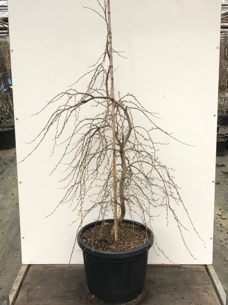 Styrax japonicus 'Issai', Japanischer Storaxbaum 'Issai', 175-200 cm im Container C50, mehrstämmiger Zierbaum ohne Laub