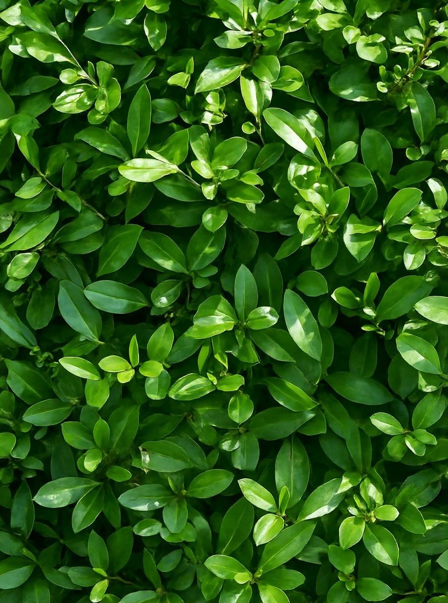 honeyberry plants Tundra Honeyberry