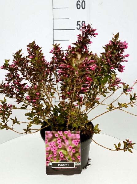 Weigela florida 'Nana Purpurea' / Liebliche Weigelie, 60–80 cm C7, Strauch im Topf mit purpurgrünem Laub und rosa Knospen