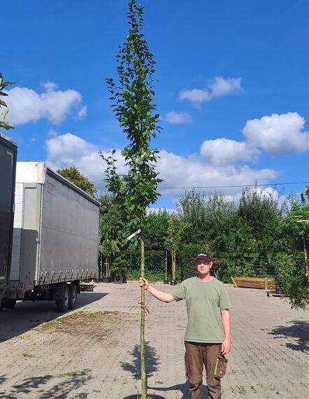Carpinus betulus 'Frans Fontaine' / Säulen-Hainbuche 'Frans Fontaine' Hochstamm 10-12 StU im Container, schlanker Stamm mit Säulenkrone.