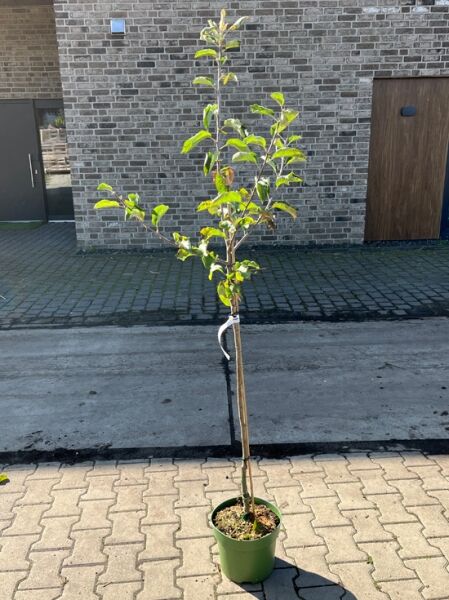 Malus domestica 'Gravensteiner' – Apfel 'Gravensteiner' Halbstamm C7, junger Obstbaum im Topf mit Stützstab und grünen Blättern