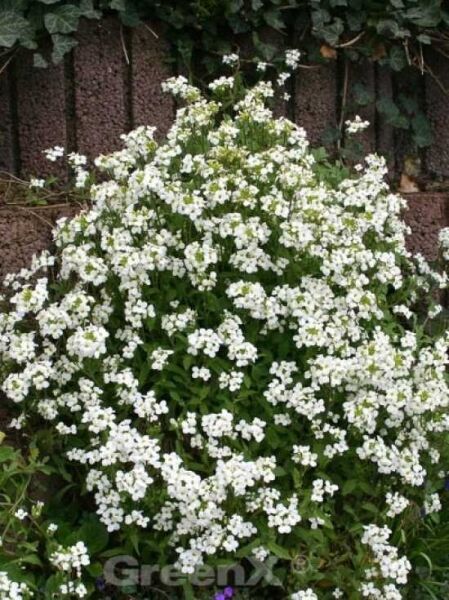 Gänsekresse / Arabis caucasica kaufen