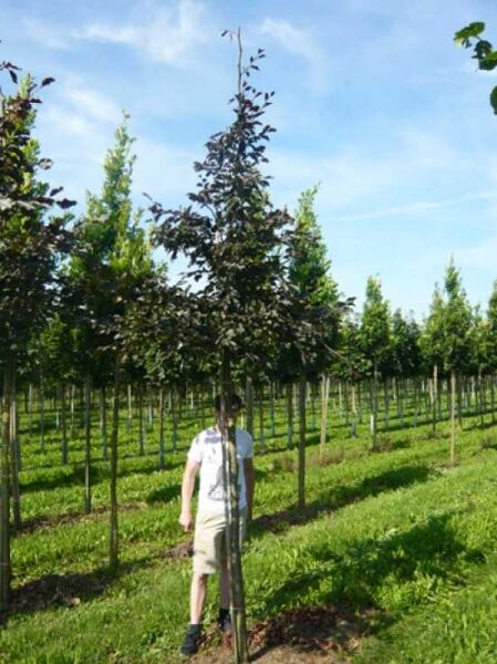 Blutbuche (Fagus sylvatica 'Purpurea') Hochstamm mit dunkelrotem Laub, angebunden am Stützpfahl in der Baumschule.