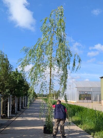 Salix alba 'Tristis' / Hänge-Weide Trauer-Weide 'Tristis' Hochstamm im Container mit schlankem Stamm und hängenden Zweigen