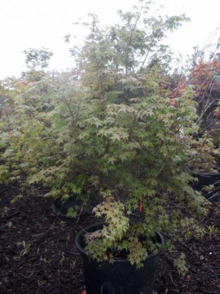 Japanischer Ahorn / Fächer-Ahorn 'Deshojo'  / Acer palmatum 'Deshojo'