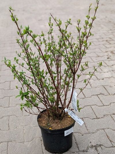 Hoher Maiblumenstrauch / Hoher Sternenstrauch / Hoher Maiblumenstrauch / Hoher Sternenstrauch