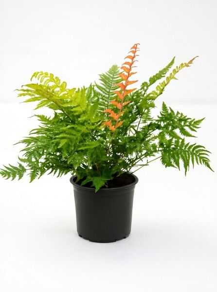 Dryopteris lepidopoda (Wurmfarn) C5 im schwarzen Pflanztopf, buschiger Farn mit grünen Wedeln und rötlichem Neuaustrieb