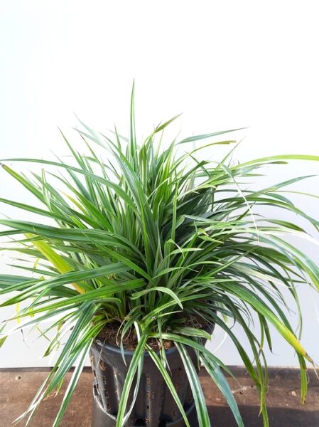 Astelia chathamica „Silver Spear“ (Maori-Flachs) im Topf, 50–60 cm, C20, mit langen, schmalen, grünen Blättern.