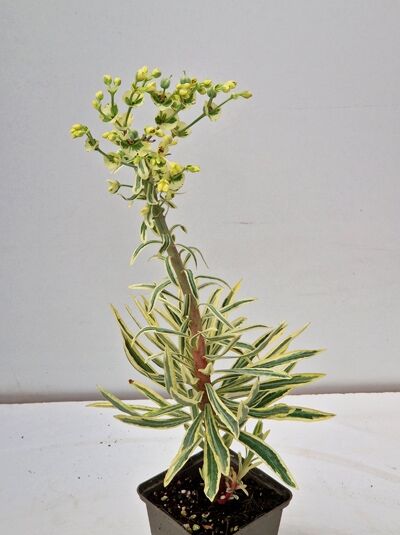 Mittelmeer-Wolfsmilch Euphorbia characias 'Emmer Green' (P9), Topfpflanze mit panaschierten Blättern und gelbgrünen Blütenständen.