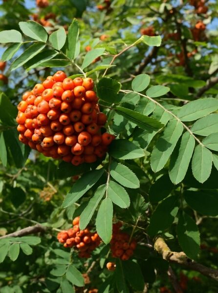 Sorbus thuringiaca 'Fastigiata' / Thüringische Mehlbeere 'Fastigiata' mit orangefarbenen Fruchtständen und gefiederten Blättern