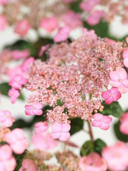 Teller-Hortensie 'Autumn Fire' / Hydrangea serrata 'Autumn Fire'