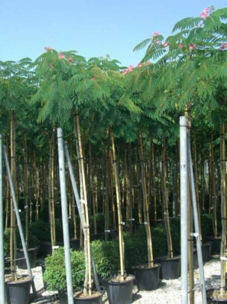 Seidenbaum 'Ombrella'  / Albizia julibrissin 'Ombrella' / Albizia julibrissin 'Boubri'