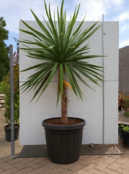Keulenlilie (Cordyline australis) im Topf, 150–175 cm, C35, mit langem Stamm und grünem, schmalblättrigem Schopf.