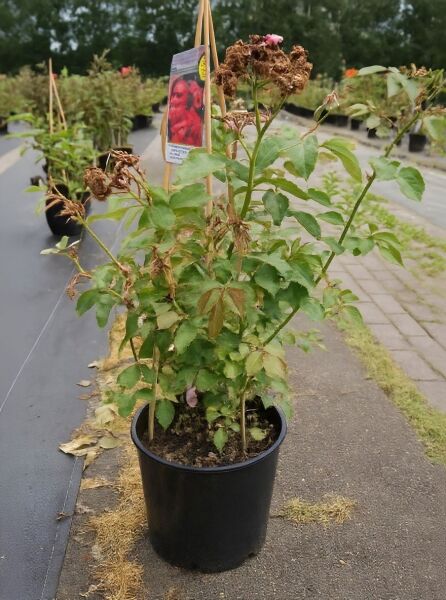 Rosa 'Rosengarten Zweibrücken' (Strauchrose) C5 im Pflanztopf mit grünem Laub und Blütenständen, am Stab befestigt.