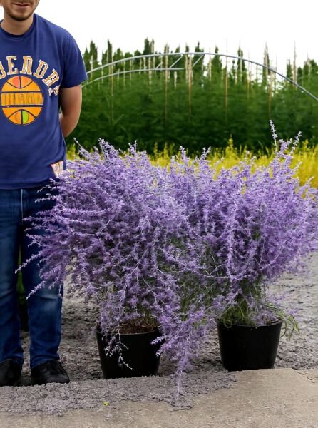 Perovskia atriplicifolia 'Blue Spire' / Blauraute 'Blue Spire', 80–100 cm, C20 im Topf mit violettblauen Blütenrispen