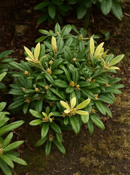 Rhododendron yakushimanum 'Stern von Japan' (Rhododendron 'Stern von Japan'), kompakter Solitärstrauch mit grünen Blättern und Knospen
