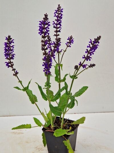 Salvia nemorosa 'Viola Klose' / Steppen-Salbei 'Viola Klose' P9 im Topf mit violetten Blütenähren und grünen Blättern