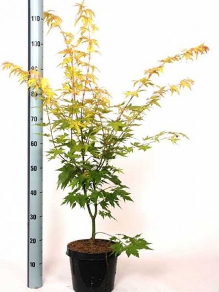 Japanischer Ahorn / Fächer-Ahorn 'Orange Dream' / Acer palmatum 'Orange Dream'