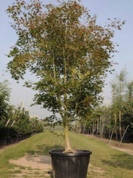 Goldgelber Fächer-Ahorn (Acer palmatum 'Aureum') im Topf, Stamm mit locker verzweigter Krone, 200–250 cm, C70
