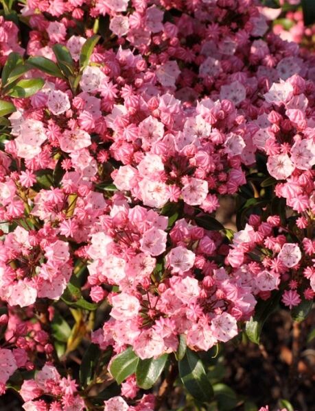 Lorbeerrose 'Little Linda' / Berglorbeer 'Little Linda' / Kalmia myrtifolia 'Little Linda'