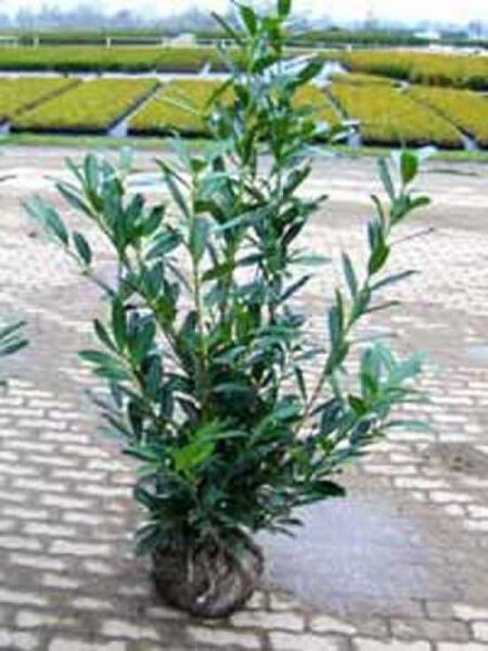 Kirschlorbeer 'Caucasica'  / Kirschlorbeer 'Caucasica' 
