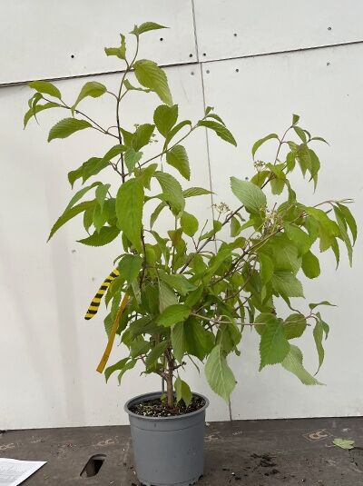 Japanischer Etagen-Schneeball 'Cascade' - Viburnum plicatum 'Cascade'