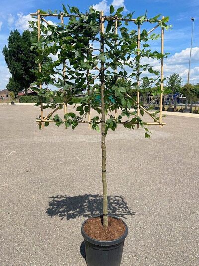 Carpinus betulus 'Halbstamm-Spalier' Hainbuche, Halbstamm-Spalier im Container, 100 cm hoch, 120 cm breit, Stamm 110 cm