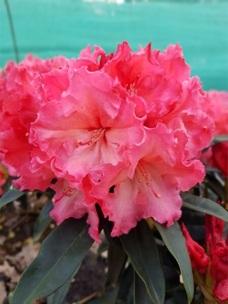 Rhododendron Hybride 'Himalaya Traum' / Rhododendron 'Himalaya Traum'