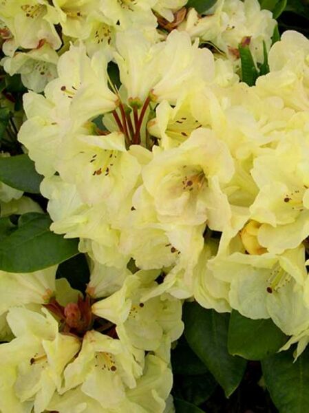 Rhododendron 'Goldinetta' / Rhododendron wardii 'Goldinetta ®'