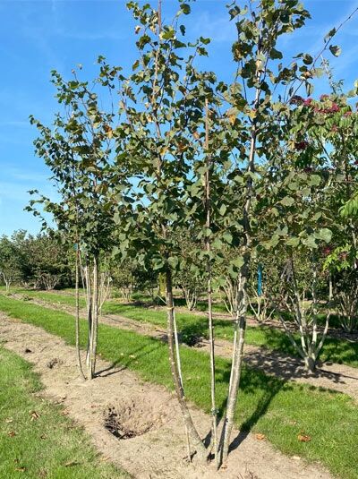 Winter-Linde / Tilia cordata