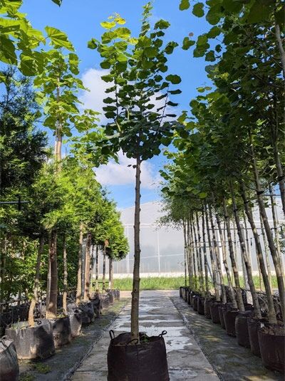 Tilia platyphyllos 'Rubra' – Korallenrote Sommer-Linde Hochstamm 12-14 StU im Container mit aufrechtem Stamm und grünen Blättern