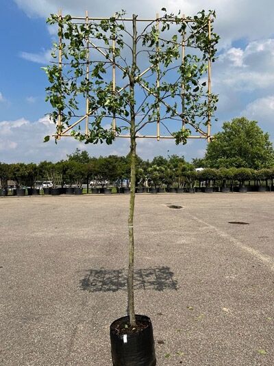 Pyrus calleryana 'Chanticleer' / Chinesische Wildbirne, Hochstamm-Spalier im Container mit rechteckigem Spalierrahmen und Laub