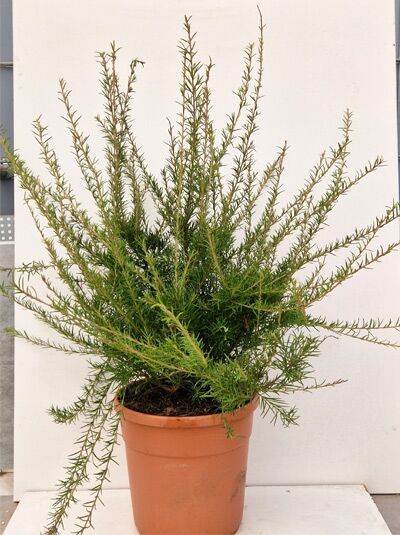 Grevillea juniperina, Wacholderblättrige Australische Silbereiche, 50–60 cm, im C10-Topf mit nadelartigen, grünen Trieben.