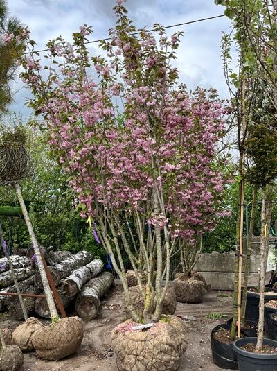 Japanische Nelken-Kirsche 'Kanzan' mehrstämmig / Prunus serrulata 'Kanzan' (876220)