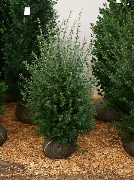 Osmanthus burkwoodii / Frühlings-Duftblüte, 100-125 cm m. B., dichter immergrüner Strauch im Ballen mit aufrechten Trieben.