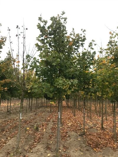 Spitz-Ahorn Acer platanoides 'Fairview', Hochstamm 18-20 StU mit Drahtballen, Baum mit grünem Laub im Feldbestand.