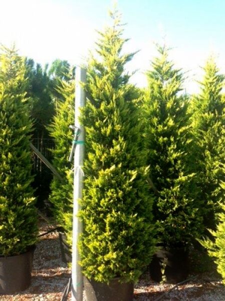 Leyland Zypresse 'Gold Rider' (Cupressocyparis leylandii 'Gold Rider') 250-300 cm C50 im Container, goldgrünes Nadelkleid