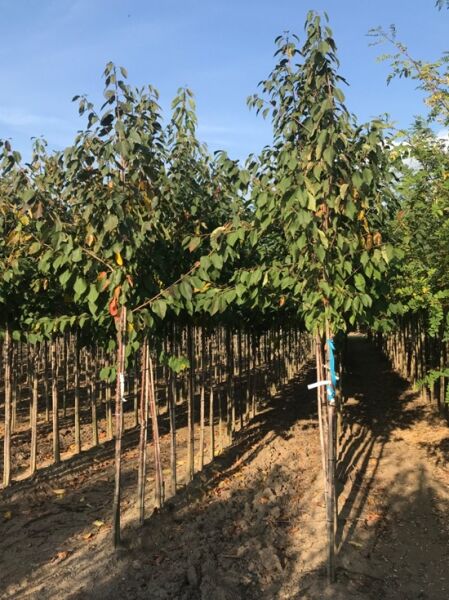 Prunus avium 'Regina' / Süßkirsche 'Regina', Hochstamm, junger Baum mit Stamm und grünen Blättern in der Baumschule